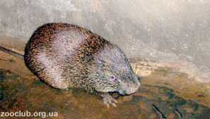 Голям плъх на тръстика